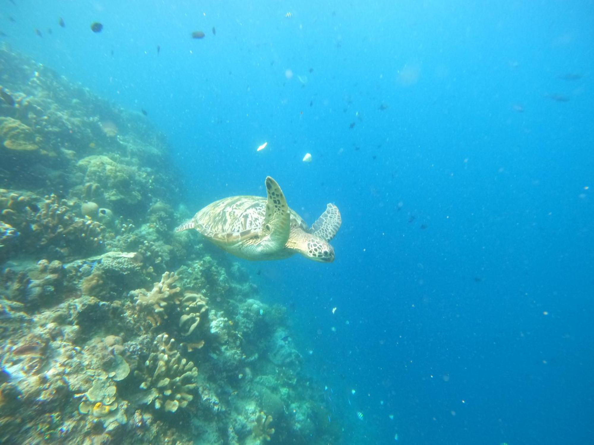 4 Sisters Divers ブナケン エクステリア 写真