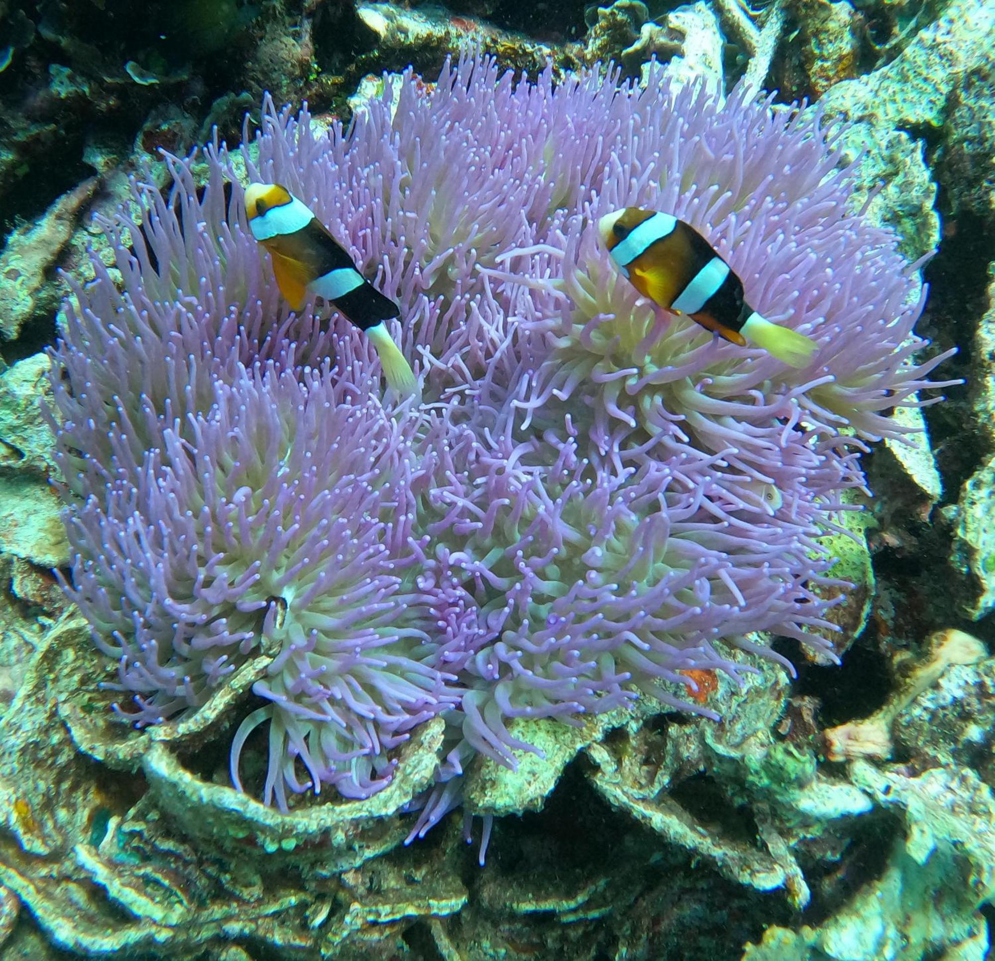 4 Sisters Divers ブナケン エクステリア 写真