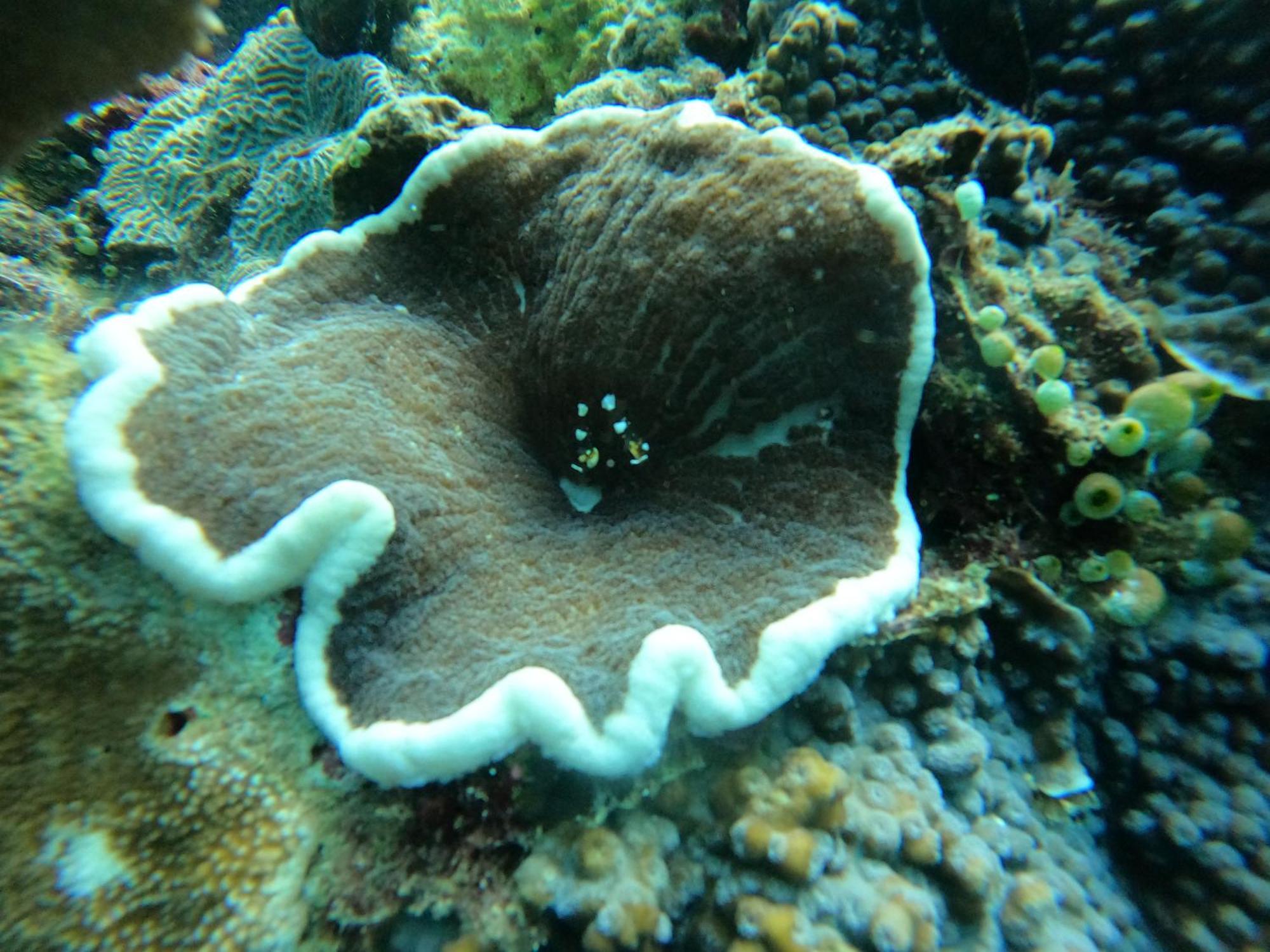 4 Sisters Divers ブナケン エクステリア 写真