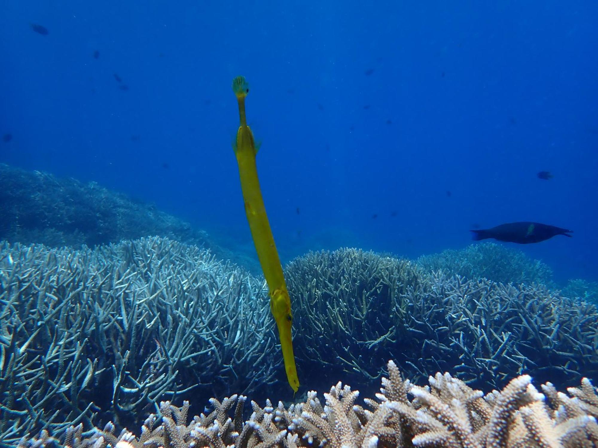 4 Sisters Divers ブナケン エクステリア 写真