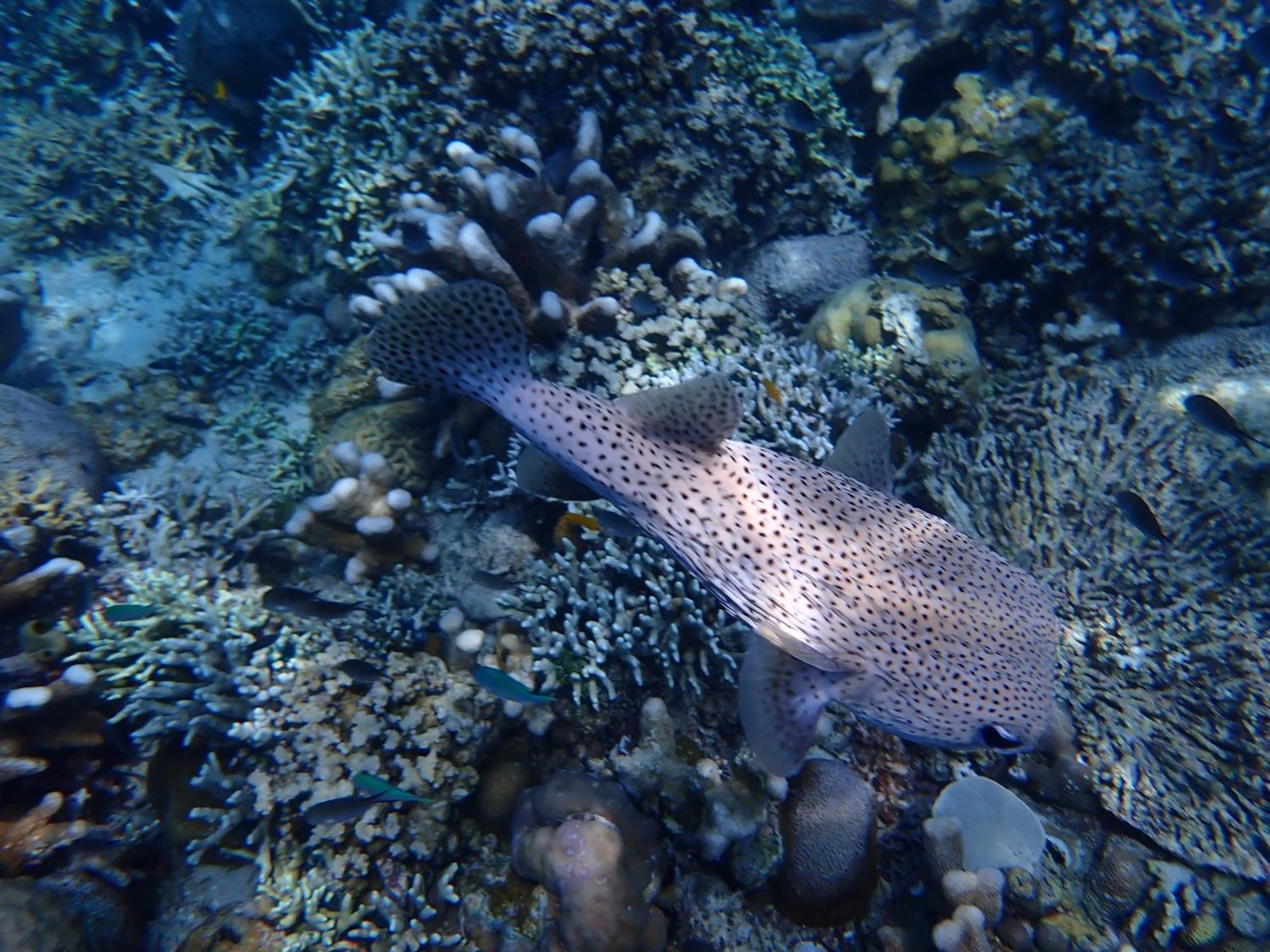 4 Sisters Divers ブナケン エクステリア 写真